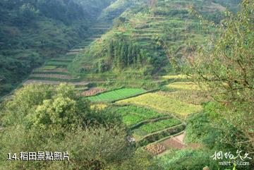 懷化竽頭侗寨-稻田照片