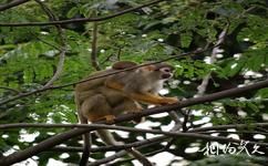 上海动物园旅游攻略之松鼠猴生态园