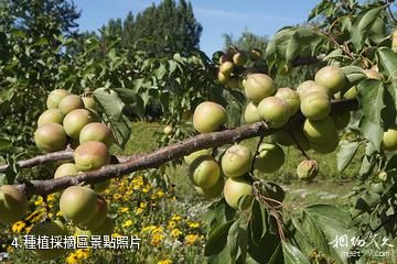 三河璞然生態園-種植採摘區照片