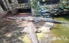 重慶市鱷魚中心旅遊攻略之亞洲巨鱷館