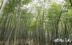 广州从化石门国家森林公园旅游攻略之石门竹海