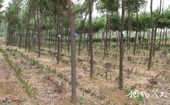 安徽禾泉农庄旅游攻略之植树区
