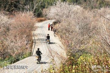 騰衝中營·梅花村景區-梅花照片