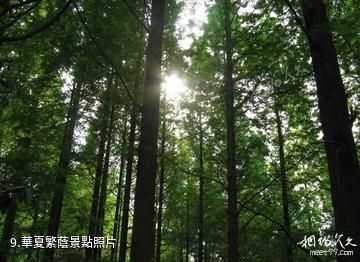 陝西南宮山國家森林公園-華夏繁蔭照片