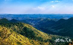 陝西延安黃陵國家森林公園旅遊攻略之森林