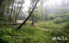 大青溝國家自然保護區旅遊攻略之原始森林景區
