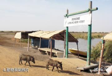 塞內加爾朱賈國家鳥類保護區-動物照片
