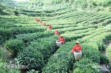 丹江口武當峽谷第一漂-茶園照片