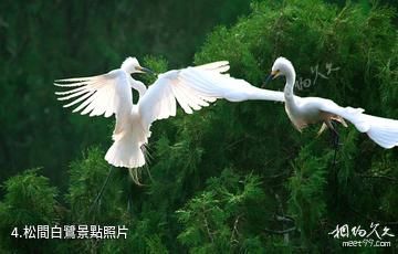 重慶三多橋白鷺園-松間白鷺照片