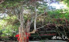 甘什岭槟榔谷原生态黎苗文化旅游攻略之子树