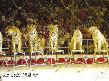 杭州野生動物世界-馬戲表演場照片