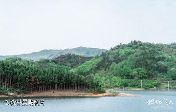 信陽新縣武占嶺生態旅遊度假景區-森林照片