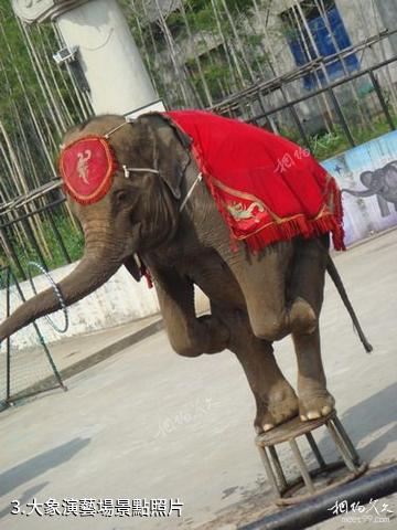 杭州野生動物世界-大象演藝場照片
