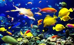 青島海底世界旅遊攻略之淡水生物館