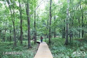 葦河八里灣國家森林公園-森林照片