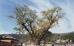 無錫靈山大佛旅遊攻略之古銀杏樹