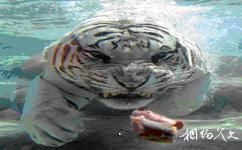 上海野生动物园旅游攻略之白虎馆