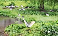 陝西漢中朱䴉國家級自然保護區旅遊攻略之動物資源