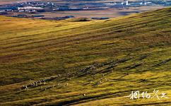 內蒙古自治區額爾古納市旅遊攻略之濕地放牧