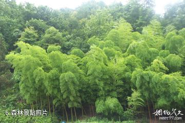 懷化鍾坡風景區-森林照片