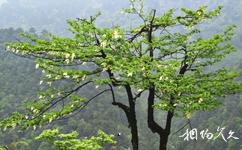 重慶大巴山國家級自然保護區旅遊攻略之珙桐