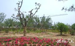 徐州新沂馬陵山旅遊攻略之五花園