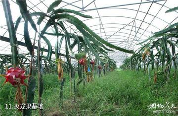 长沙千龙湖生态旅游区-火龙果基地照片