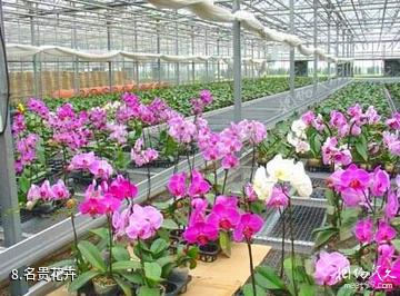 津南国家农业科技园-名贵花卉照片