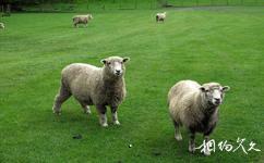 罗托鲁阿爱歌顿牧场旅游攻略之羊群