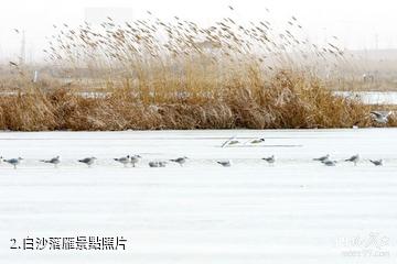 銀川鳴翠湖國家濕地公園-白沙落雁照片