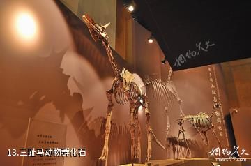 和政古动物化石博物馆-三趾马动物群化石照片