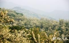 河南靈寶燕子山旅遊攻略之槐樹林
