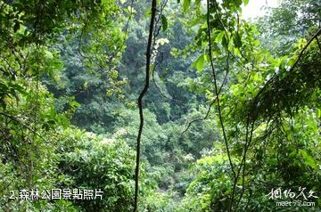 巴中南陽森林公園-森林公園照片