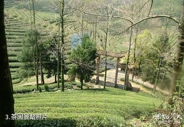 金華武義台山寺-茶園照片