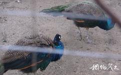 齊齊哈爾龍沙公園旅遊攻略之綠孔雀