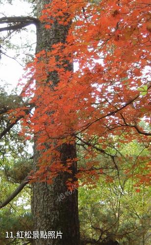 黑龍江涼水自然保護區-紅松照片