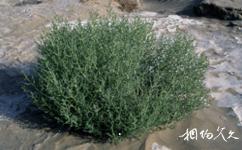 中科院吐鲁番沙漠植物园旅游攻略之盐生荒漠植物专类园