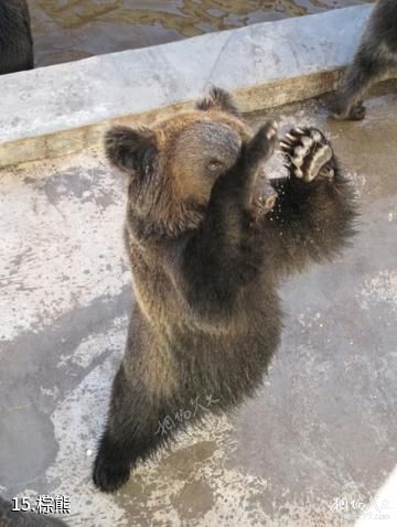 牡丹江黑宝熊乐园-棕熊照片