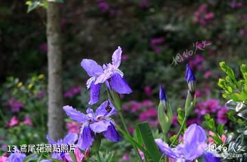 衢州古田山-鳶尾花照片