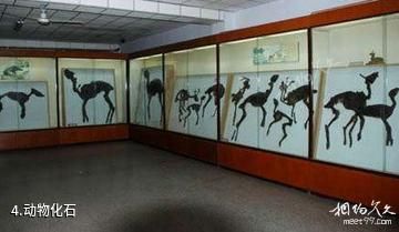 山东山旺古生物化石国家级自然保护区-动物化石照片