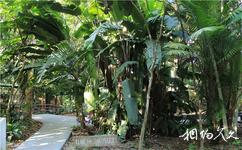 巴西瑪瑙斯市旅遊攻略之瑪瑙斯植物園