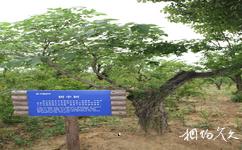 安徽禾泉農莊旅遊攻略之樹中樹