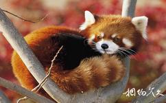 上海野生動物園旅遊攻略之大熊貓館