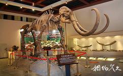 西安高陵奇石博物馆旅游攻略之猛犸象真化石