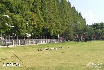 宁波绿野山庄-白鸽广场照片