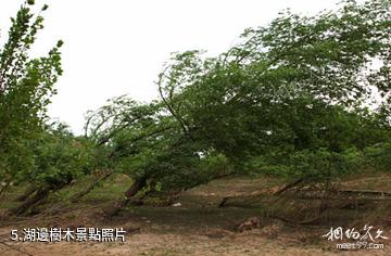 太原汾河水庫風景名勝區-湖邊樹木照片