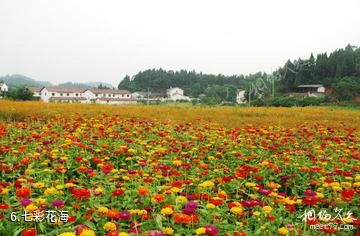 遂宁安居七彩明珠景区-七彩花海照片