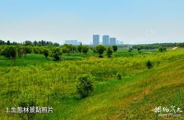 濟南百里黃河風景區-生態林照片