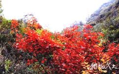 天津八仙山国家自然保护区旅游攻略之红叶