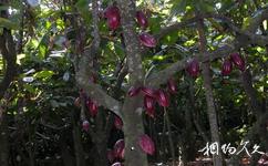 海南兴隆热带植物园旅游攻略之热带饮料区